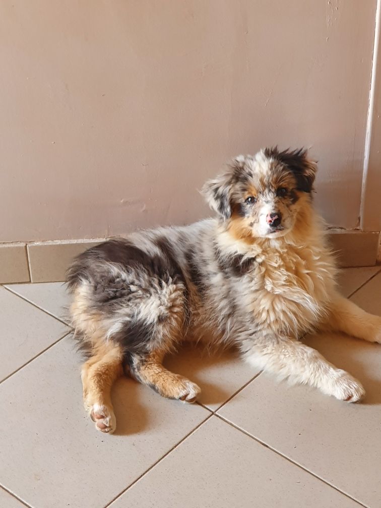 Rhéa Du Royaume Des Aussies