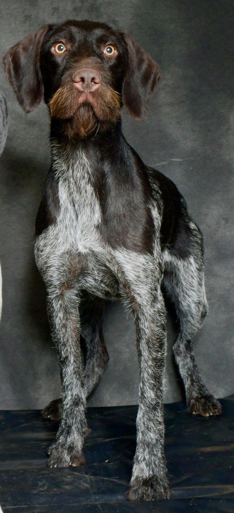 CH. Talba d'Edennefamily