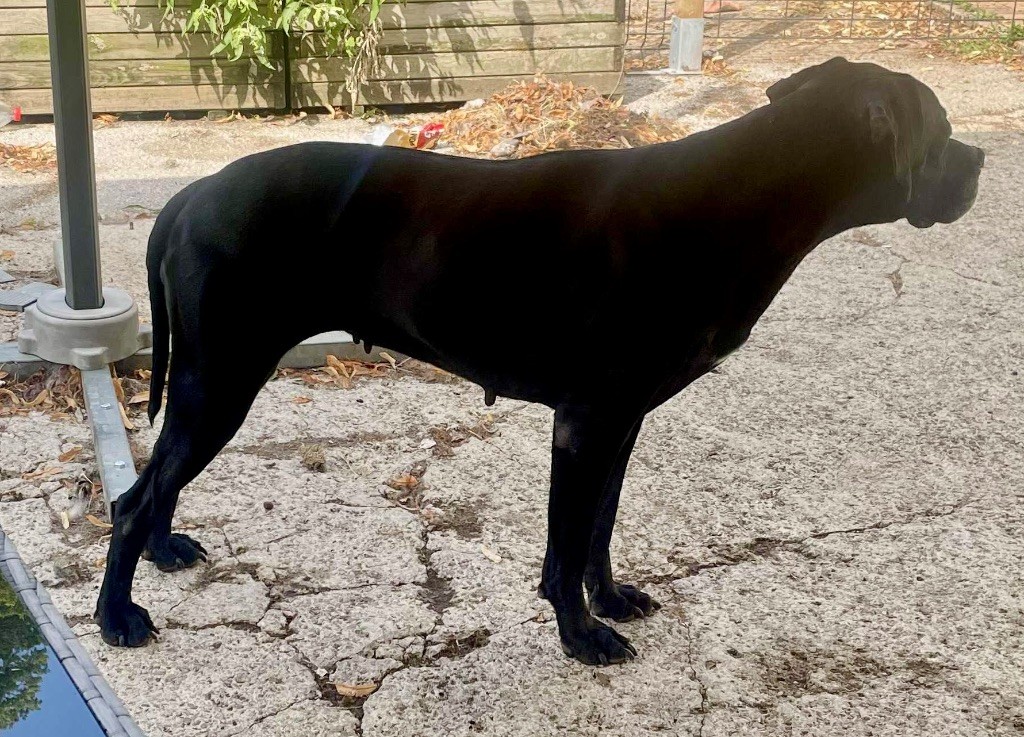 Néna du bois de la Hulaine