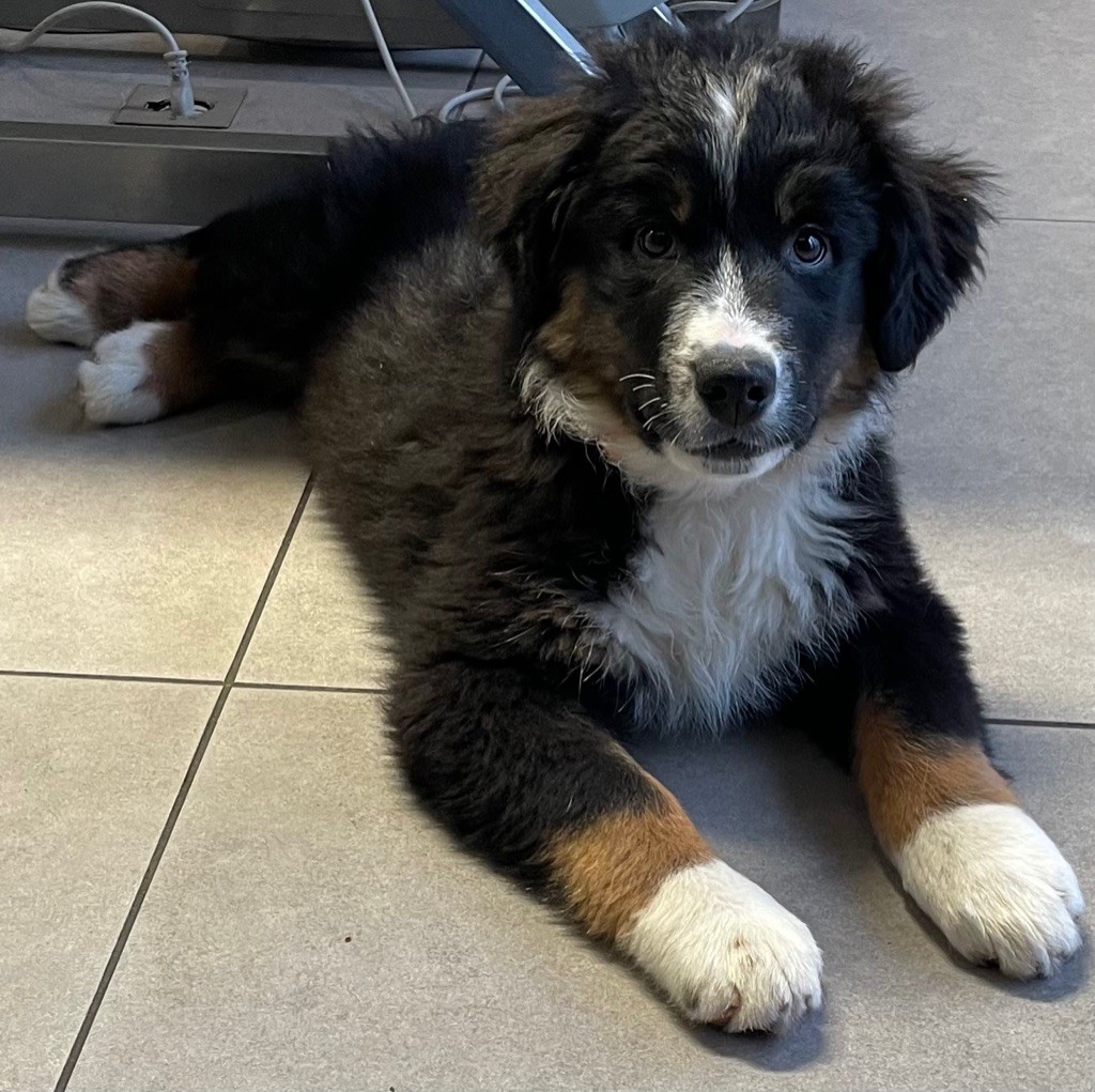 Natacha Vidor - Chiots disponibles - Berger Australien