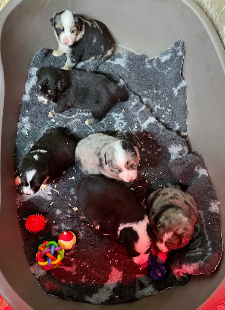 Chiot Berger Australien Natacha Vidor