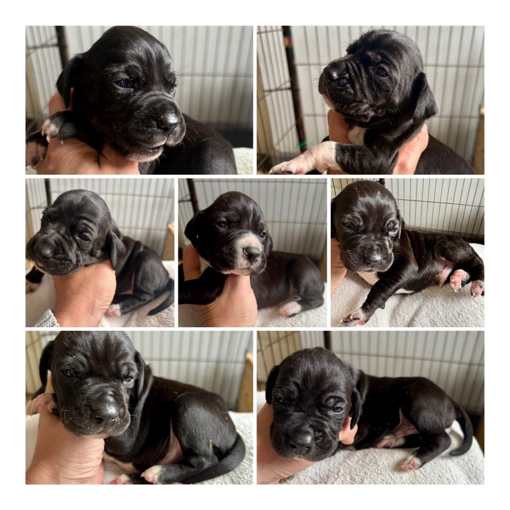 Natacha Vidor - Pointer - Portée née le 17/08/2025